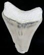 Serrated Bone Valley Megalodon Tooth #18434-1